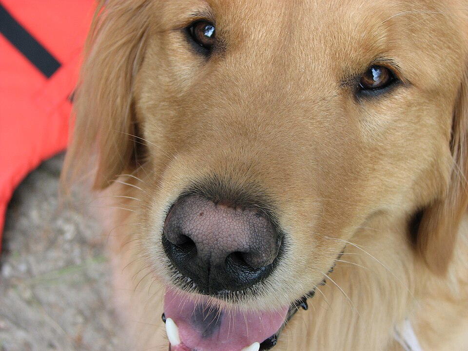 Illustrative photo used for the fictional Bailey profile