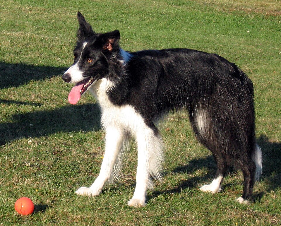 Illustrative photo used for the fictional Luna profile