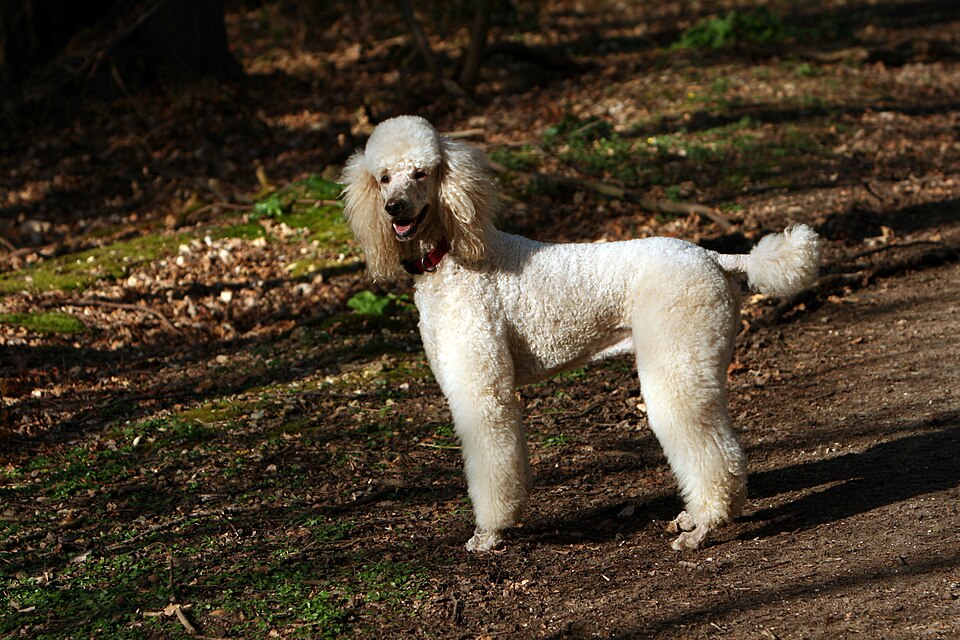 Illustrative photo used for the fictional Teddy profile